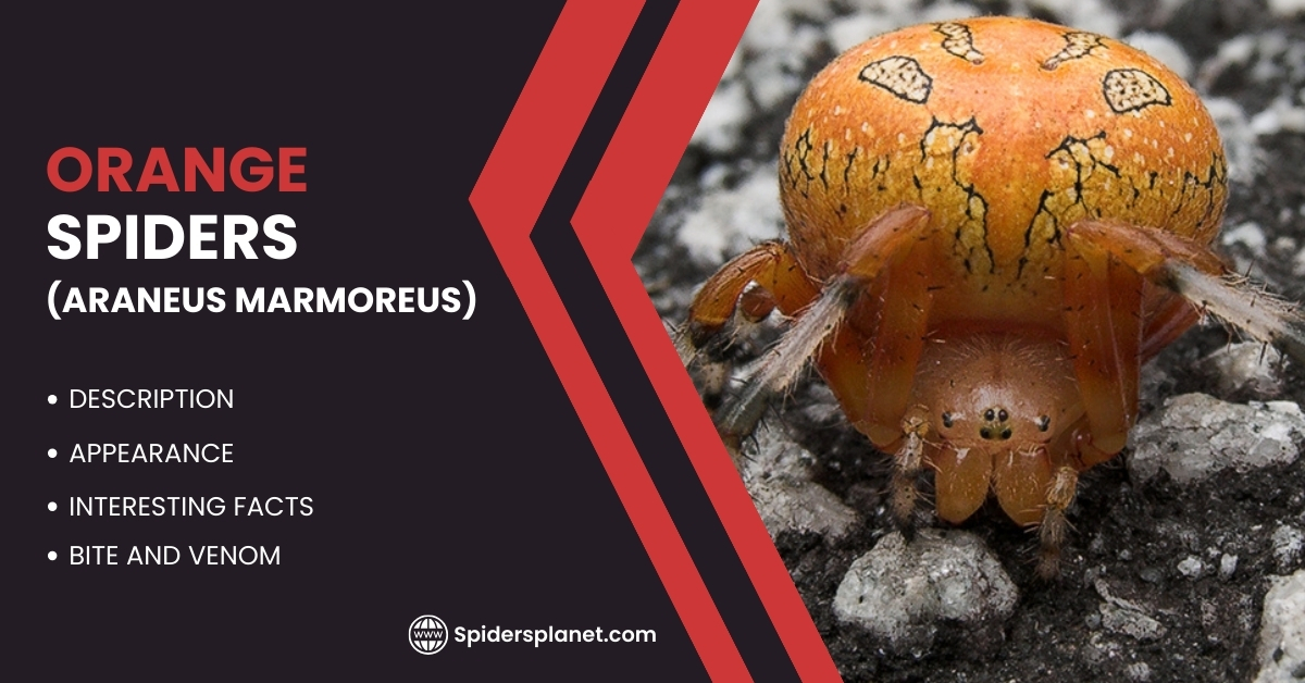 Orange Spiders (Araneus Marmoreus): Behavior, Lifecycle & Facts