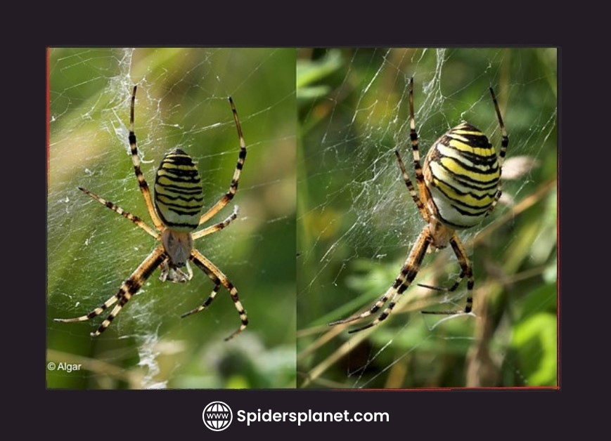 Safe Spider Removal Protecting Your Family From Pregnant Spiders - cynpf8y