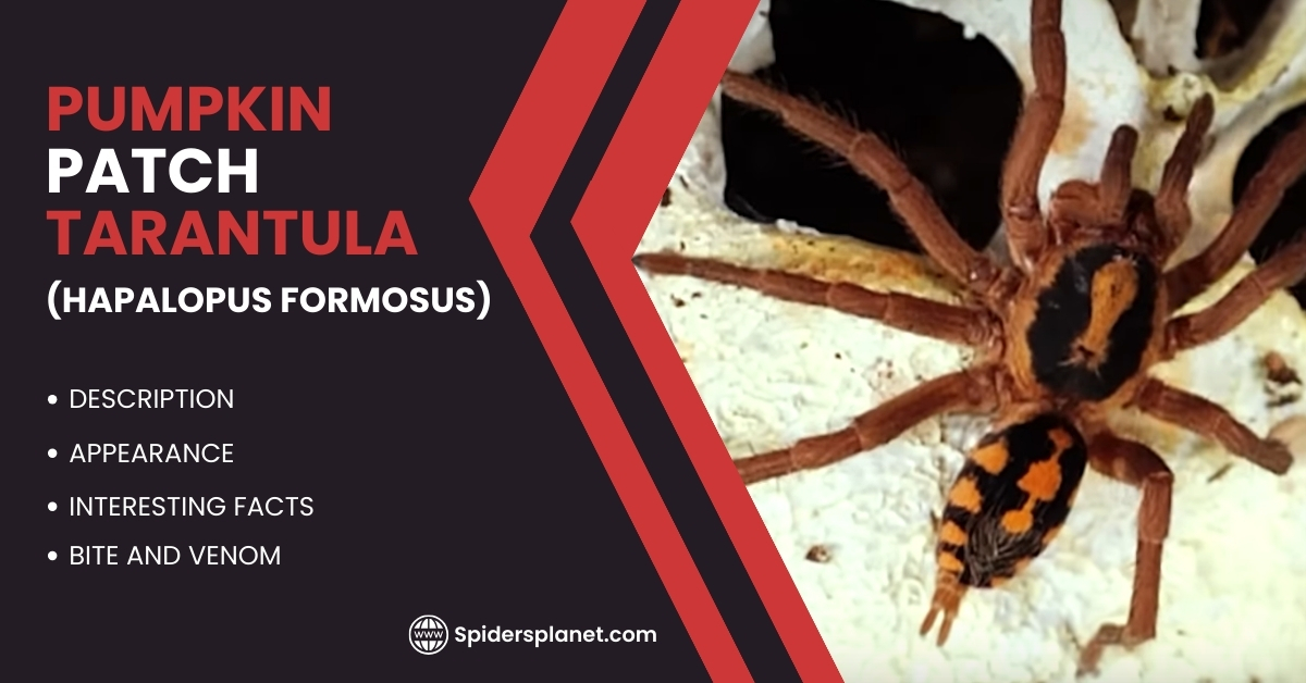 Pumpkin Patch Tarantula (Hapalopus Formosus): Ultimate Advice
