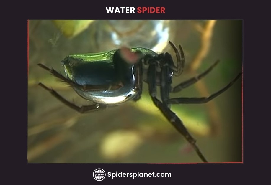 Diving Bell Spider or Water Spider Aquatica)