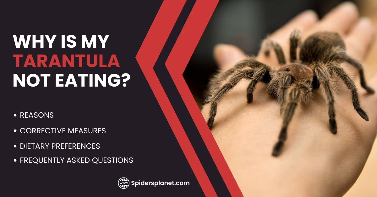 Why Is My Tarantula Not Eating? All Possible Reasons