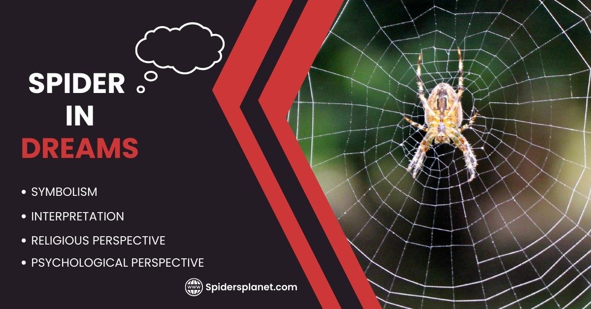 Spider in Dreams What Does it Mean? Spiders