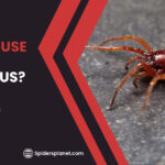 Are Woodlouse Spiders Venomous?