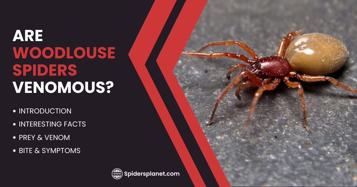 Are Woodlouse Spiders Venomous?