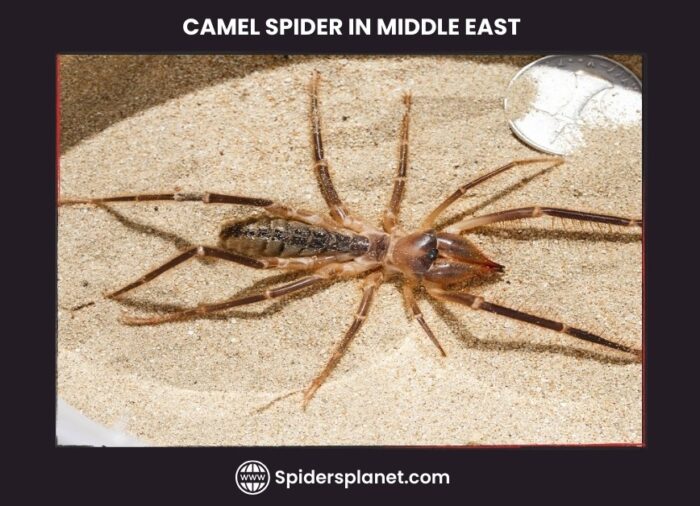 Camel Spider in Middle East