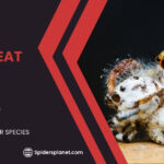 Do Spiders Eat Fruit? Unveiling the Secrets
