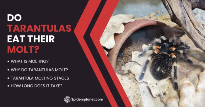 Tarantula Riddle Tarantulas Archives | Spiders Planet