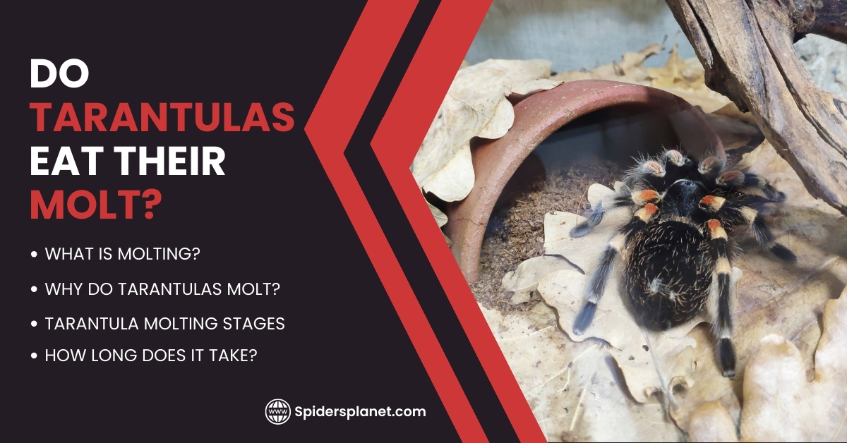 Do Tarantulas Eat Their Molt - Feature Image