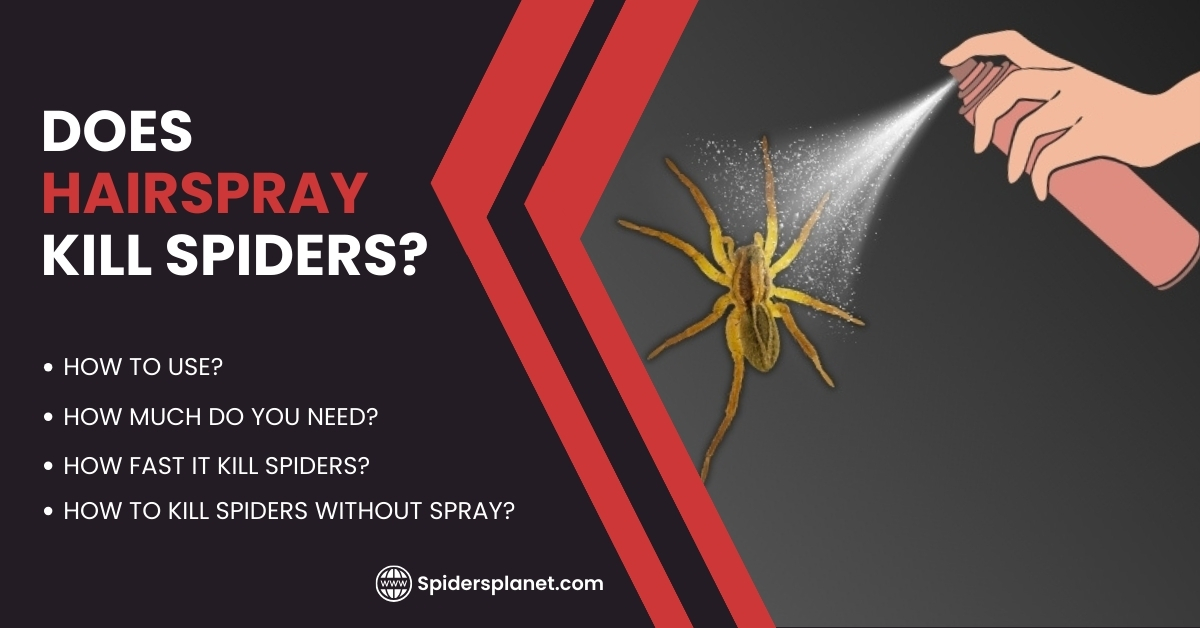 Does Hairspray Kill Spiders? Spiders