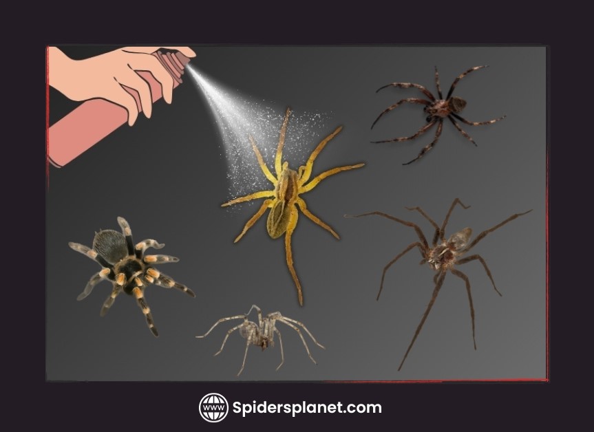 Does Hairspray Kill Spiders? Spiders