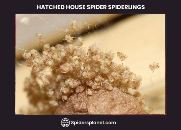 Hatched house spider spiderlings 