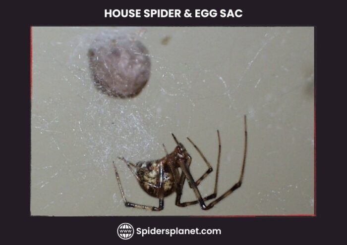 House Spider Egg Sac