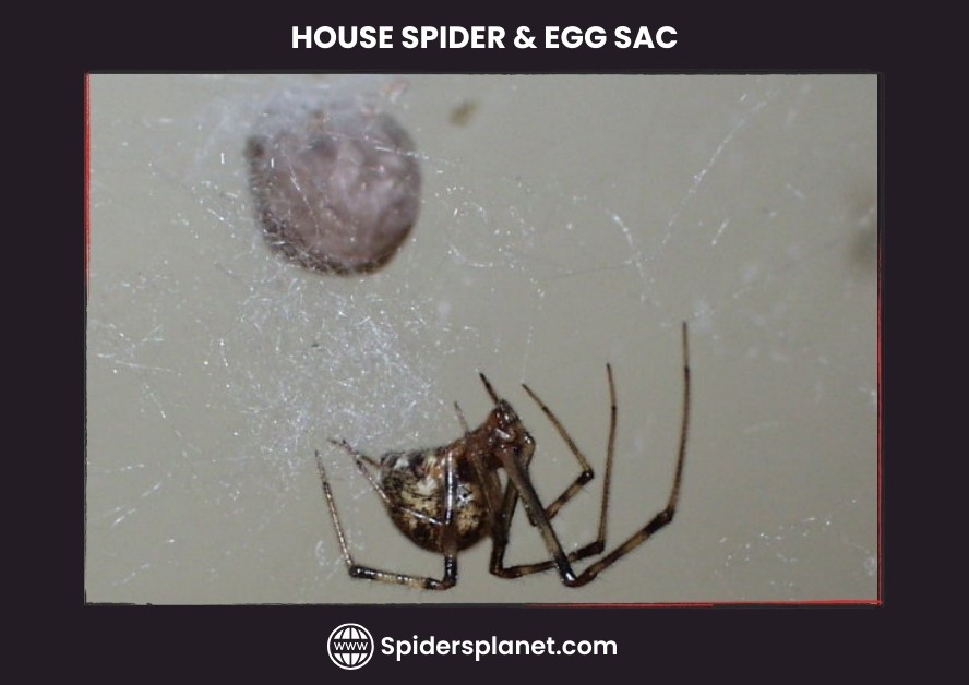 What do House Spiders Eat? Spiders