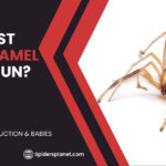 How Fast Can a Camel Spider Run?