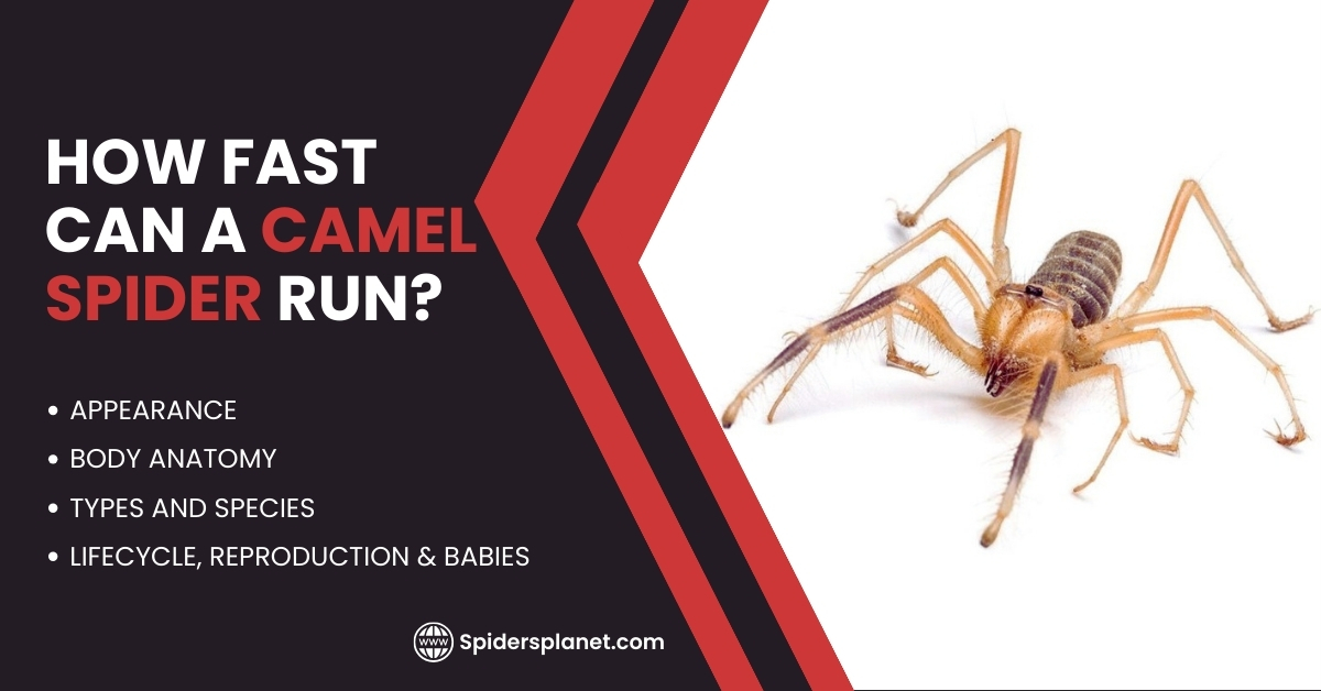 How Fast Can a Camel Spider Run? | Spiders Planet