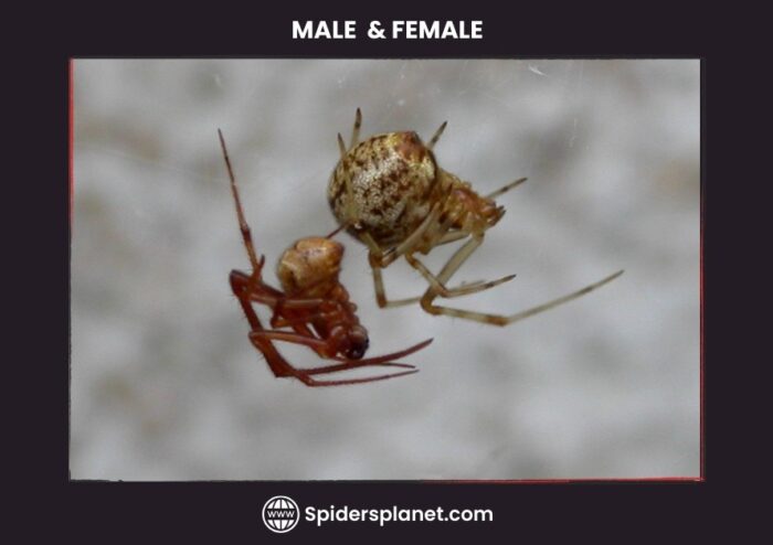Male and Female House Spider 