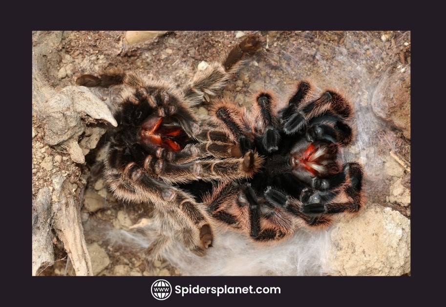 Do Tarantulas Eat Their Molt? Spiders