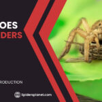 What Does Wolf Spiders Eat?