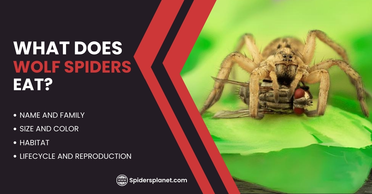 What Does Wolf Spiders Eat?