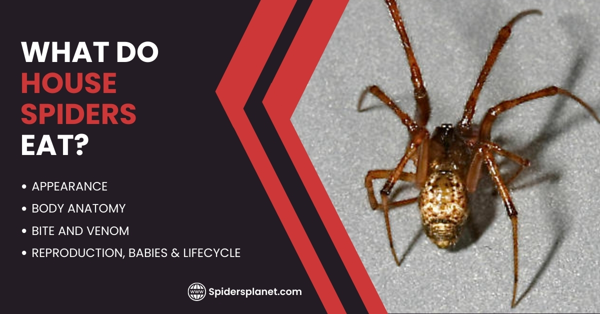 What do House Spiders Eat?