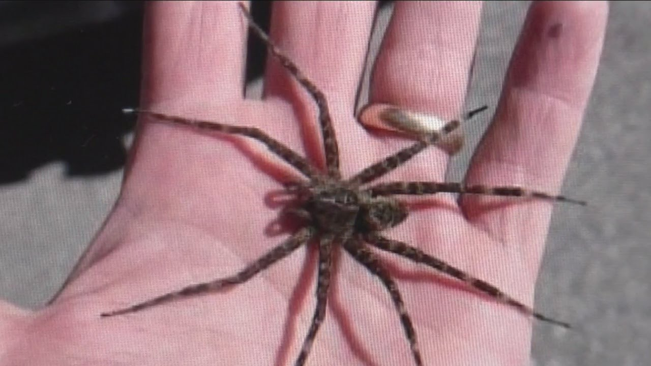 Are Fishing Spiders Poisonous? (Detailed Guide) Spiders